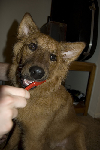 videos brushing dogs teeth