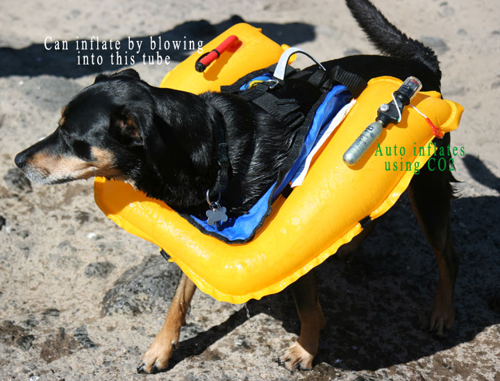 inflatable dog life jacket